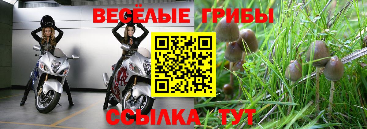 Галлюциногенные грибы Cubensis Морозовск